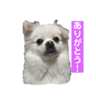 ゴンとカシュー40個（個別スタンプ：40）