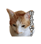 使いやすい猫ちゃんスタンプ 2（個別スタンプ：8）