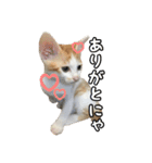 使いやすい猫ちゃんスタンプ 2（個別スタンプ：22）