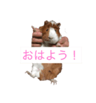 モルモット花ちゃんの日課（個別スタンプ：1）