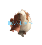 モルモット花ちゃんの日課（個別スタンプ：2）