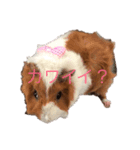 モルモット花ちゃんの日課（個別スタンプ：3）