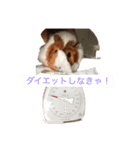 モルモット花ちゃんの日課（個別スタンプ：4）