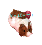 モルモット花ちゃんの日課（個別スタンプ：7）