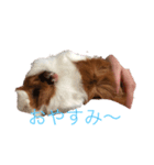 モルモット花ちゃんの日課（個別スタンプ：8）