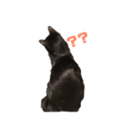 黒猫ぬまさん（個別スタンプ：1）