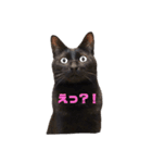 黒猫ぬまさん（個別スタンプ：4）