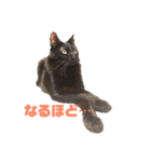 黒猫ぬまさん（個別スタンプ：5）