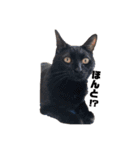 黒猫ぬまさん（個別スタンプ：6）
