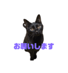 黒猫ぬまさん（個別スタンプ：7）