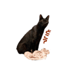 黒猫ぬまさん（個別スタンプ：12）