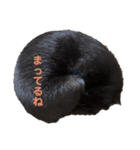 黒猫ぬまさん（個別スタンプ：13）