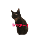 黒猫ぬまさん（個別スタンプ：15）