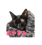 黒猫ぬまさん（個別スタンプ：16）