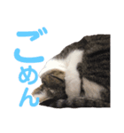 ぶちゃこ（個別スタンプ：7）