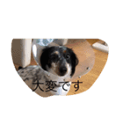 アランとクーちゃん（個別スタンプ：7）