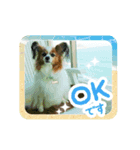 パピヨンのレオ君（個別スタンプ：1）