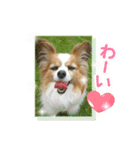 パピヨンのレオ君（個別スタンプ：3）