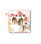 パピヨンのレオ君（個別スタンプ：4）