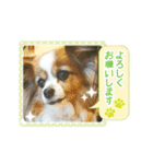 パピヨンのレオ君（個別スタンプ：6）