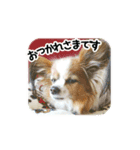 パピヨンのレオ君（個別スタンプ：7）