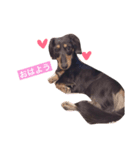 我が家の愛犬ポテトちゃん（個別スタンプ：1）