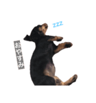 我が家の愛犬ポテトちゃん（個別スタンプ：2）
