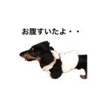 我が家の愛犬ポテトちゃん（個別スタンプ：7）