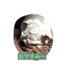 ブルドッグ cocoチャン（個別スタンプ：1）