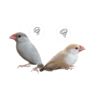 可愛い文鳥とフクロモモンガ達（個別スタンプ：1）