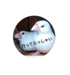 大吉ちゃん～スタンプ～（個別スタンプ：5）