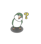 オキナインコ（個別スタンプ：2）