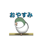 オキナインコ（個別スタンプ：3）