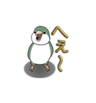オキナインコ（個別スタンプ：18）