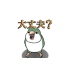 オキナインコ（個別スタンプ：19）