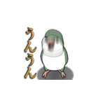 オキナインコ（個別スタンプ：21）