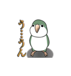 オキナインコ（個別スタンプ：22）
