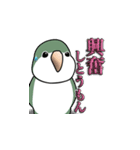 オキナインコ（個別スタンプ：24）