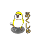 オキナインコ（個別スタンプ：28）