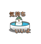 オキナインコ（個別スタンプ：30）
