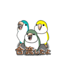 オキナインコ（個別スタンプ：33）