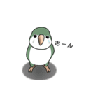 オキナインコ（個別スタンプ：36）