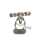 オキナインコ（個別スタンプ：37）