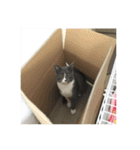 ねこがいる日（個別スタンプ：4）