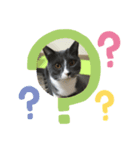 ねこがいる日（個別スタンプ：8）