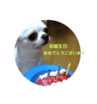 ましろくんからのスタンプ（個別スタンプ：3）