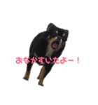がんこ、おいも、おまめ（個別スタンプ：1）