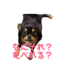 がんこ、おいも、おまめ（個別スタンプ：5）