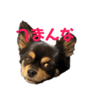 がんこ、おいも、おまめ（個別スタンプ：6）