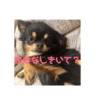 がんこ、おいも、おまめ（個別スタンプ：7）